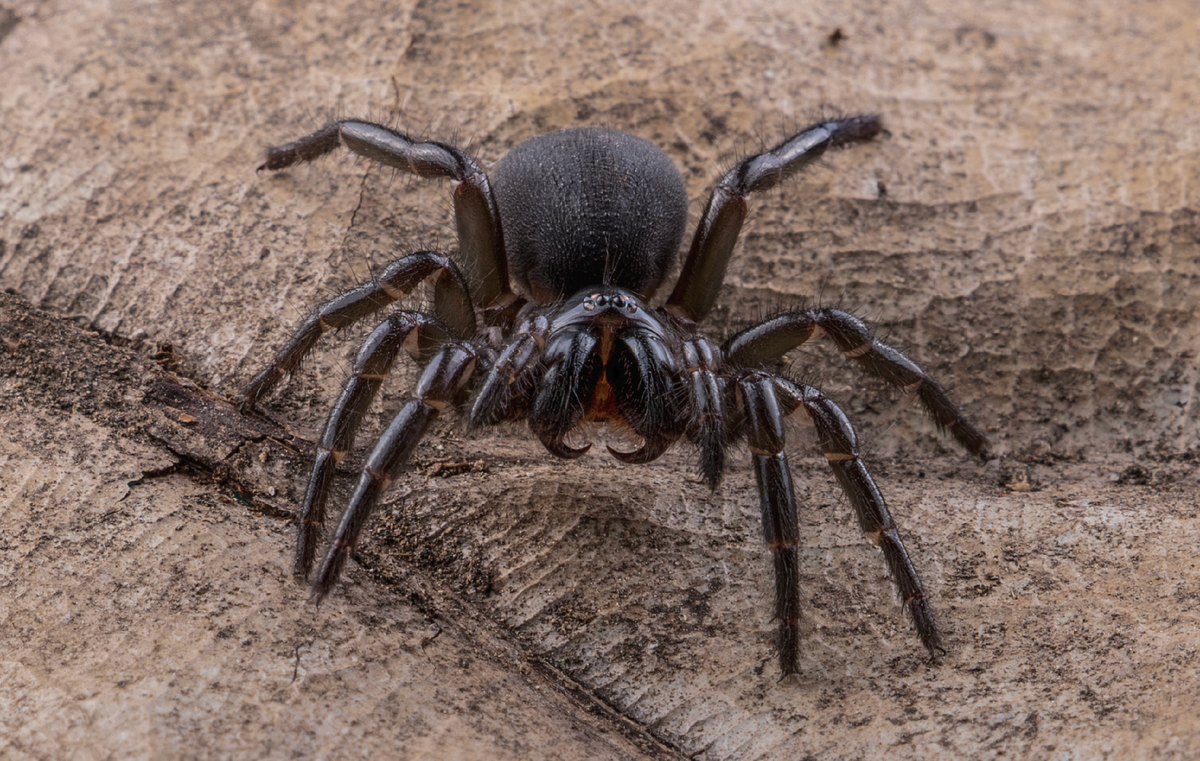 Ужас арахнофоба 4 буквы. Паук Hadronyche. Hadronyche formidabilis. АТРАКС. Dark-coloured Funnel-web Spider.