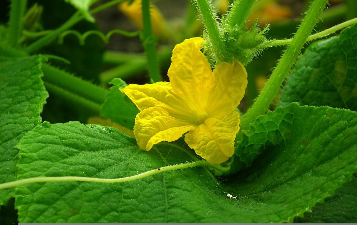 Фото: pixabay.com