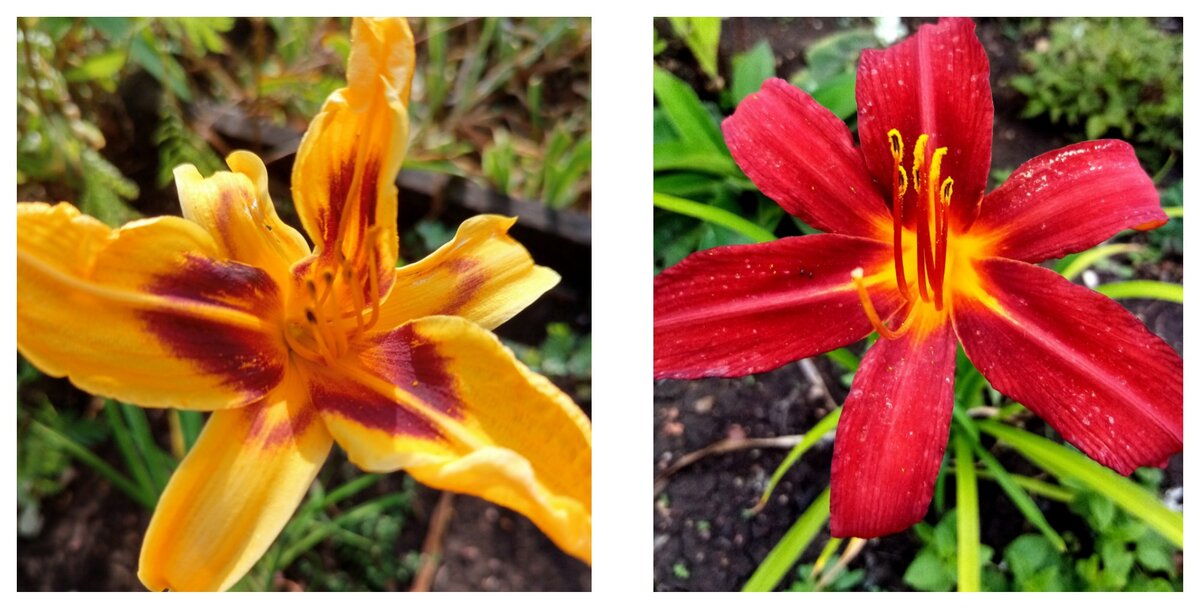 бонанза и отум ред