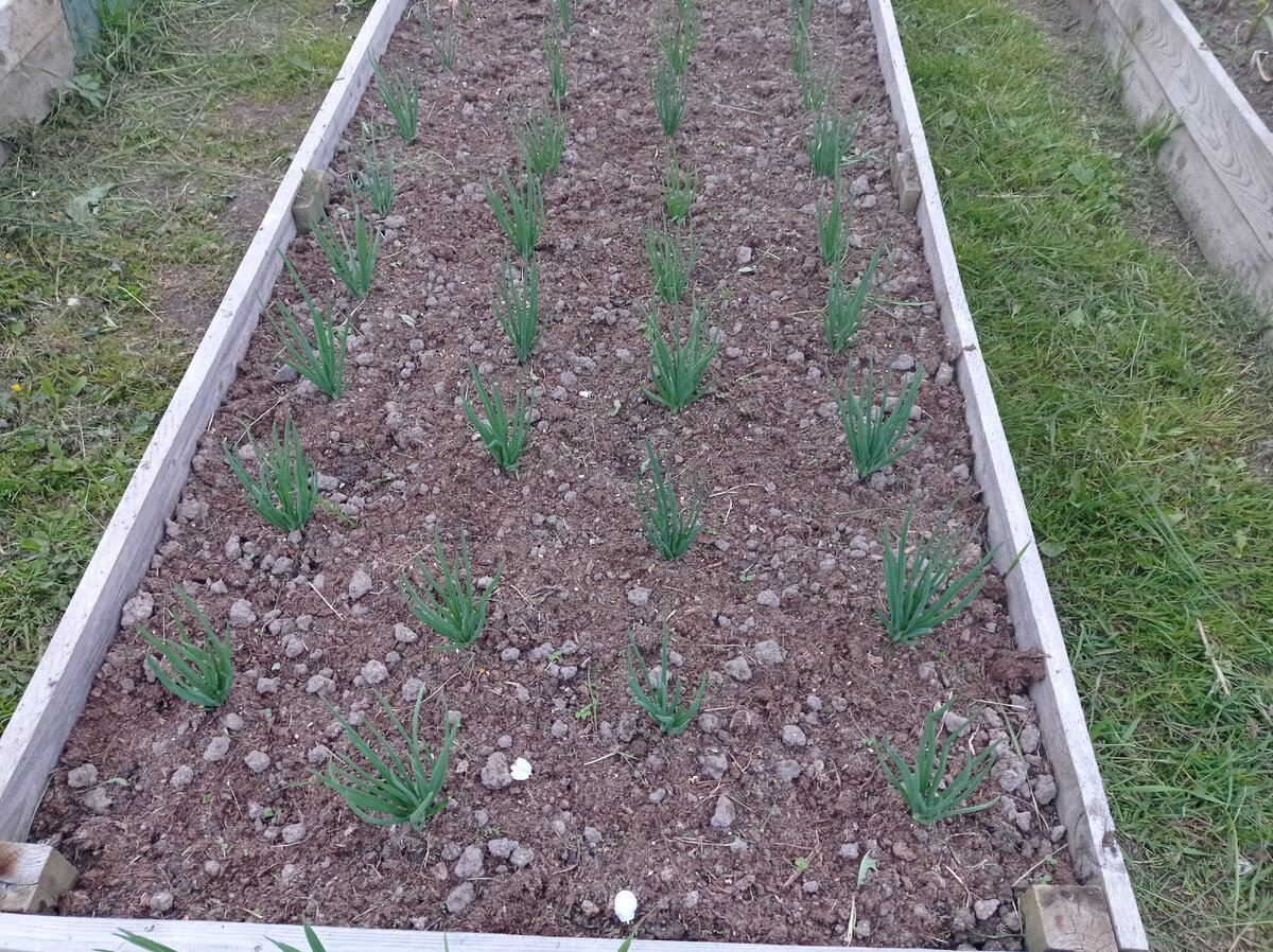 А это новый для меня лук севок семейный Шалот тоже в начале июня 