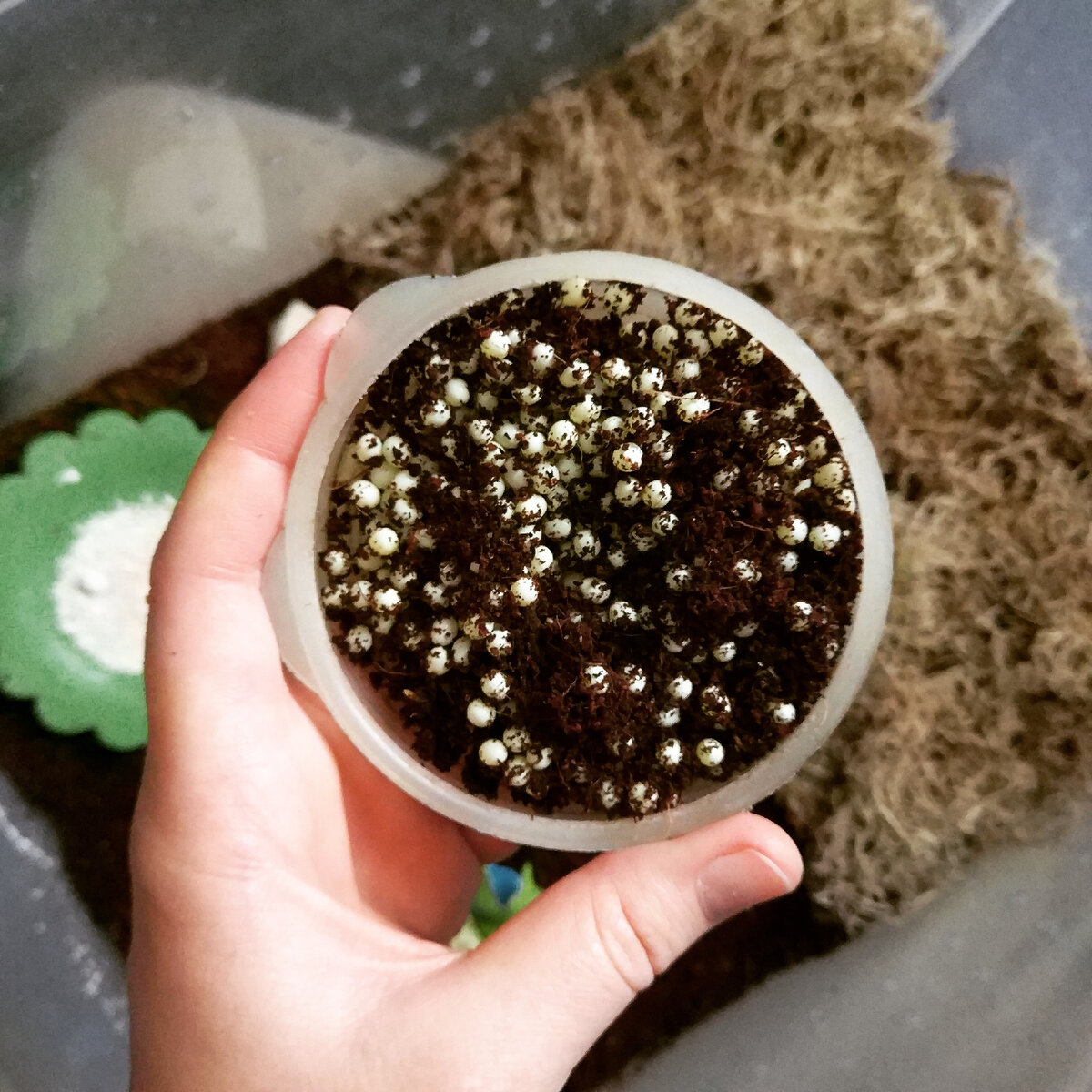 Яйца ахатин.