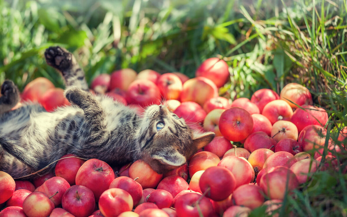 🐱🍎 Коты и яблоки в Яблочный Спас. 15 очаровательных фотографий |  Коты&Люди | Дзен