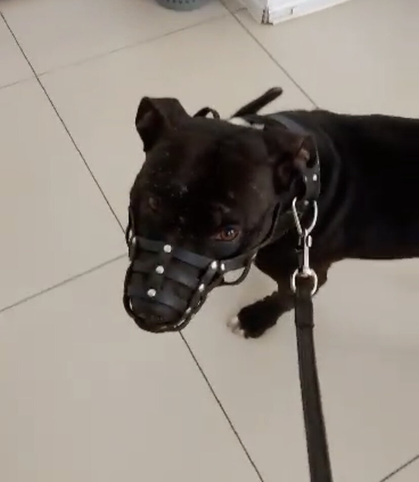 Бучик 
