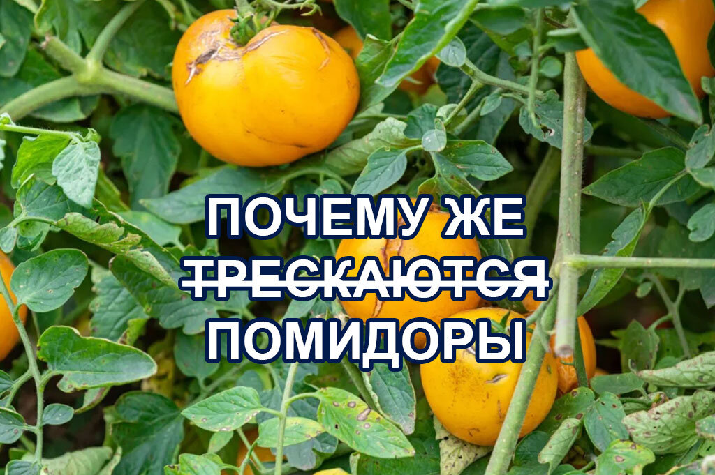 Почему помидоры трескаются в открытом грунте при созревании и как предотвратить это