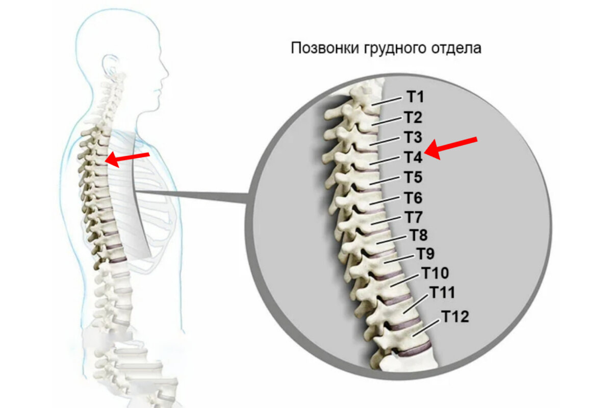 Позвонок c5. Thoracic Spine. 254 Spine.