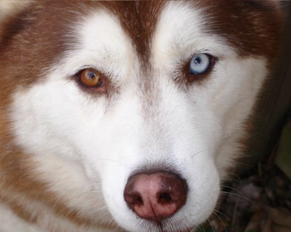 ек-голубоглазая хаски. глазки как у хаски песня. хаски разноглазые. хаски голову набок. глаза хаски.