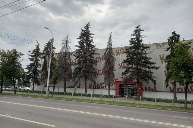    Чем болеют деревья в Пензе?