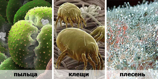 Плесень аллерген. Клещи пылевые домашние. Пылевые клещи и плесень. Пылевой клещ под микроскопом.