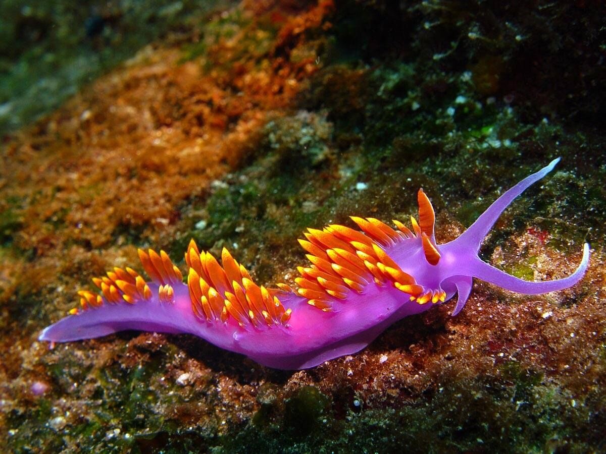 Flabellina Iodinea. Фото с сайта https://www.pinterest.com/