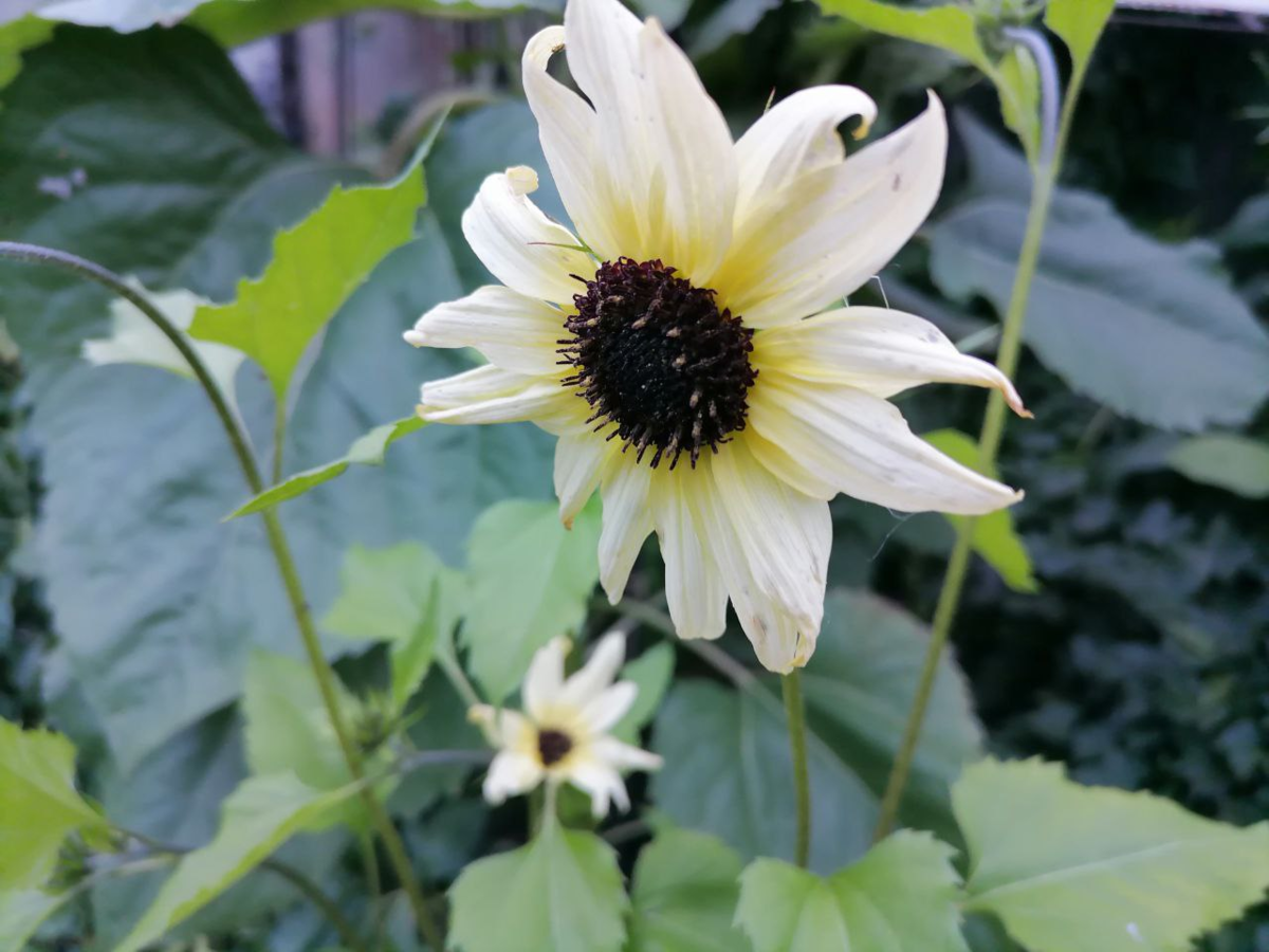 По мне так очень элегантный подсолнух, сорт Итальянский белый