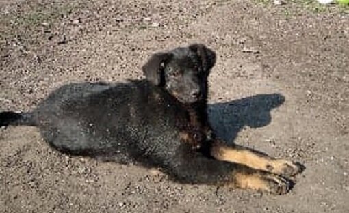 Повзрослевший гордый пёс Барсик