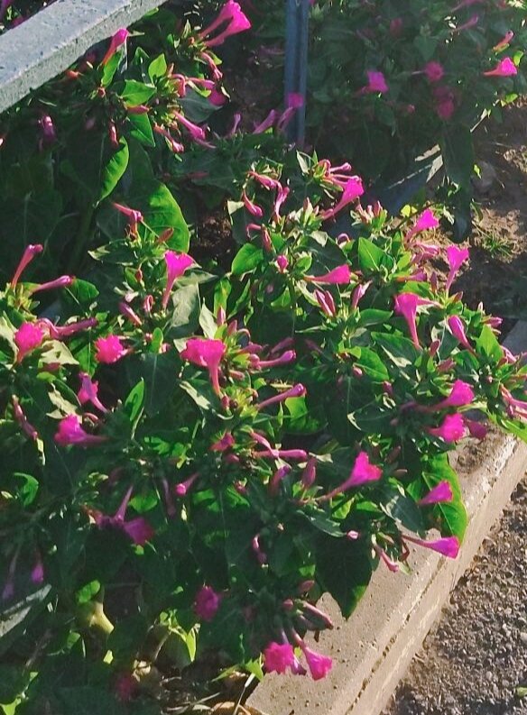 Много обстоятельств или много шагов к намеченной цели!? (Супермама) Фото из личного архива.