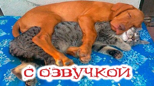 Download Video: Приколы с котами! Самые смешные животные с озвучкой! Смешные коты и собаки!