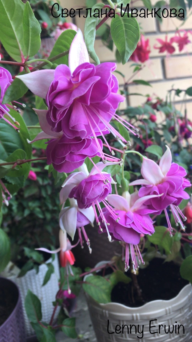 Фуксия Lenny Erwin