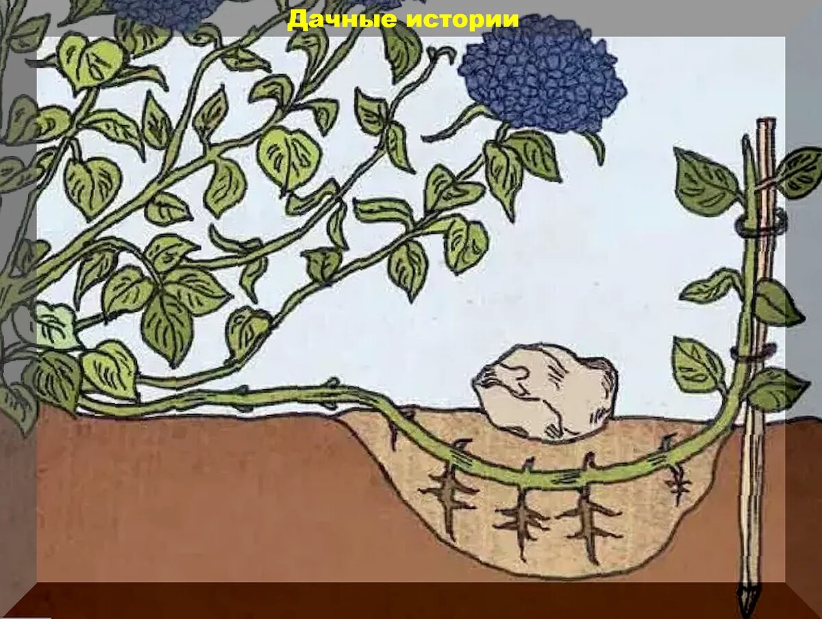Как разделить гортензию. Черенки метельчатой гортензии. Черенкование гортензии крупнолистной. Как разделить гортензию. Деление куста гортензии крупнолистной.