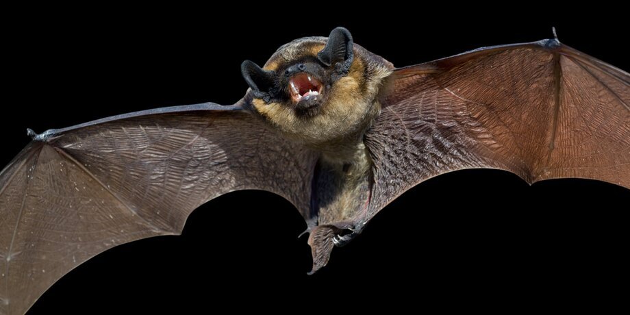 Фото: depositphotos/KirsanovVal