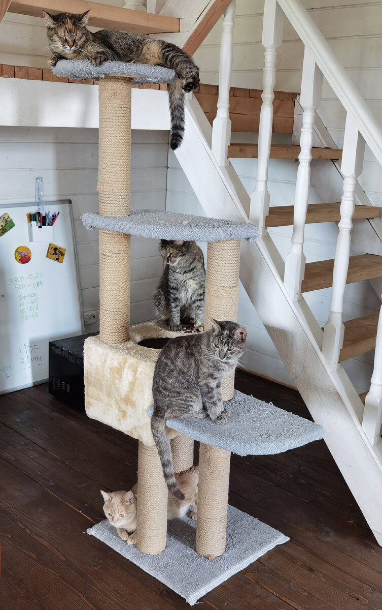 Снизу вверх: Фрося, Черничка, Дуняша, Максимка