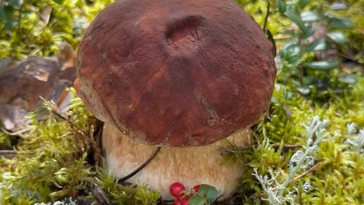 Грибы и их виды (Поющий грибник) | Карелия. Ситуация с грибами. | Дзен