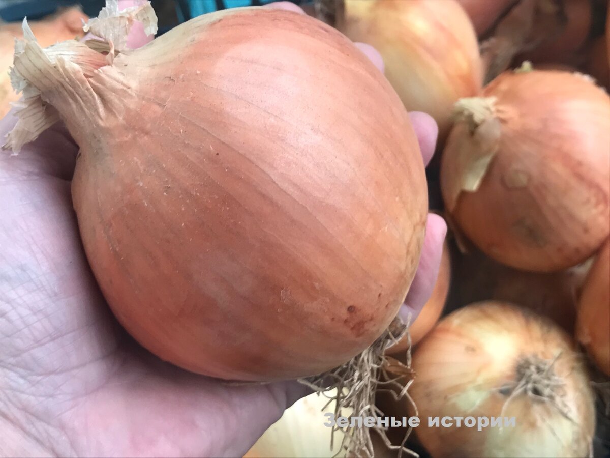 Научили меня лук хранить на чердаке и теперь до следующего лета не сохнет,  не гниет и не прорастает | Зелёные истории | Дзен