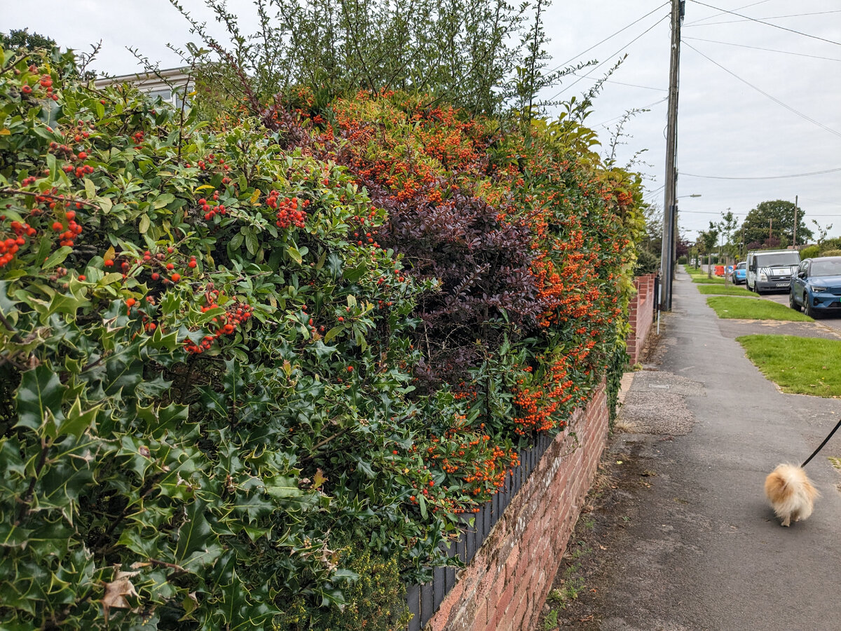 Изгороди сейчас радуют взгляд. Тут и паддуб, и дерен и барбарис и яркие ягоды пироканты. Фото из личного архива 