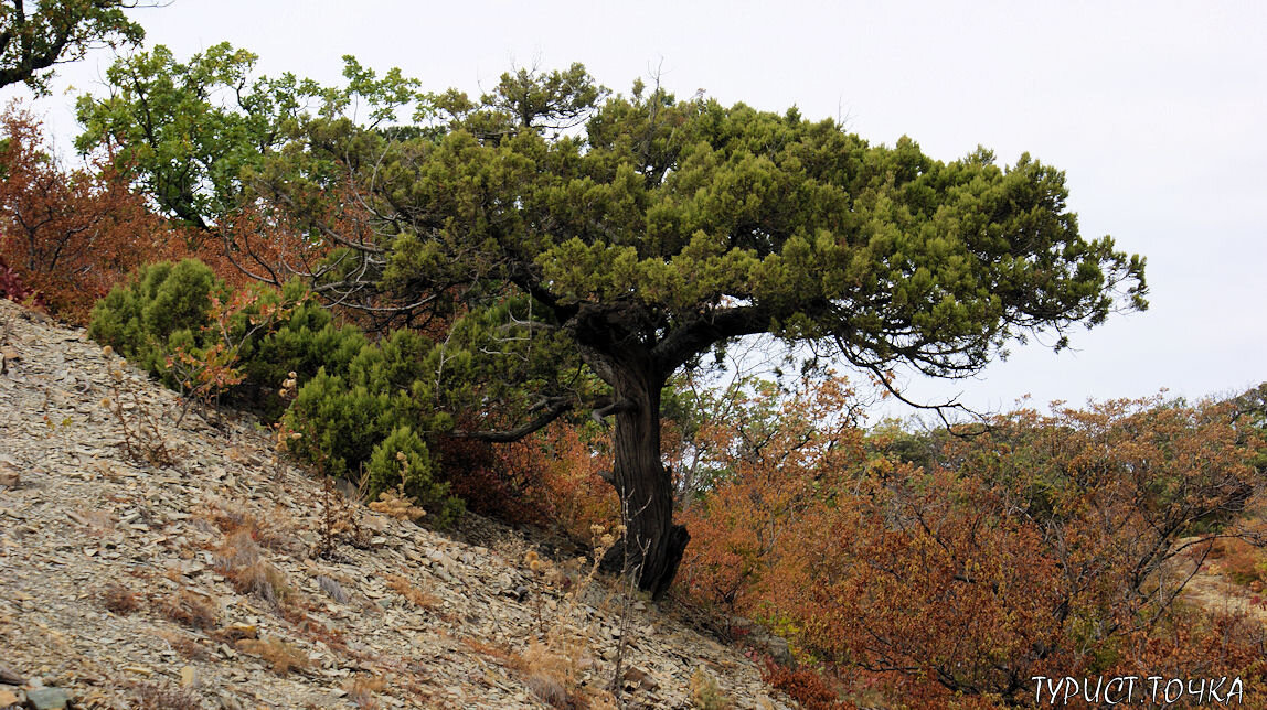 Можжевеловый лес Утриша