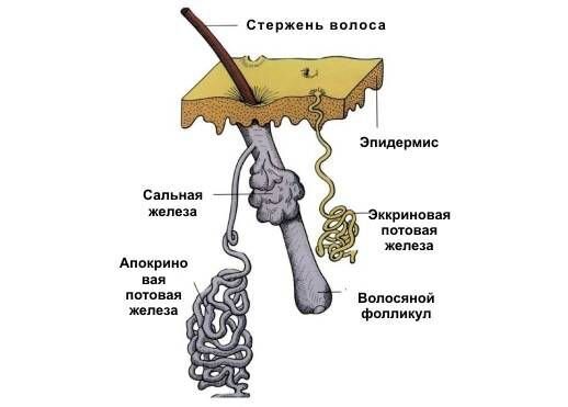 Почему запах подмышки может отличаться на правой и левой сторонах тела?