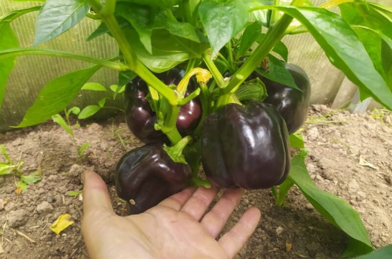 Куст сладкого перца.