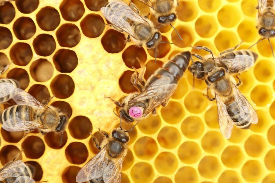 В основном пчел воспринимают как очень социальных насекомых: они защищают королеву, личинок, вместе «работают» и охраняют улей.