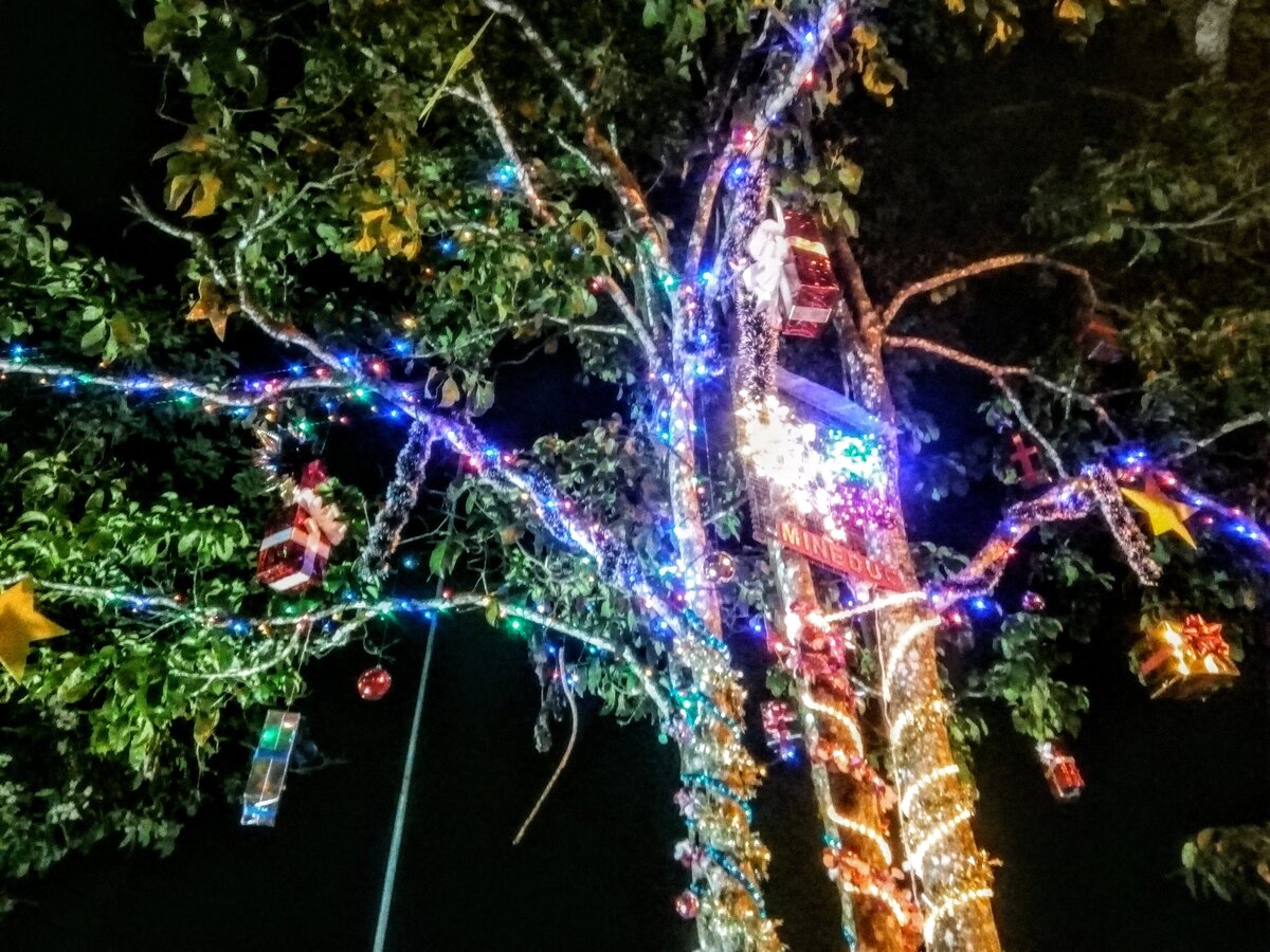 Новогодний эвкалипт в городе Самора, Эквадор