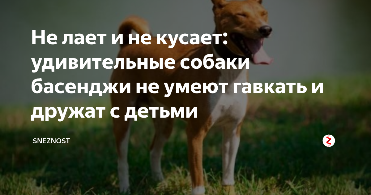 Лают или лаят. Лающая собака как пишется правильно. Лают или лаят. Лают или лаят. Собака лаит караван идёт.