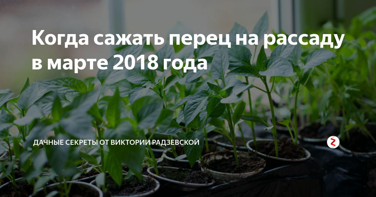 Когда сажать перец на рассаду в марте 2018 года | Виктория Радзевская ...