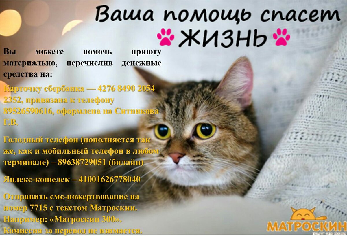 В Перми проведут акцию по сбору вещей для приюта quot;Матроскинquot; МОЙ ГОРОД - ПЕРМЬ Д
