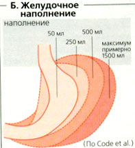 Вот так выглядит «растянутый» желудок