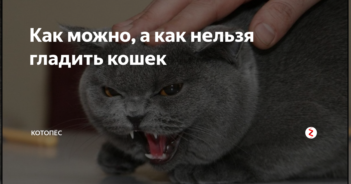 Н льзя глад ть кота против шерст