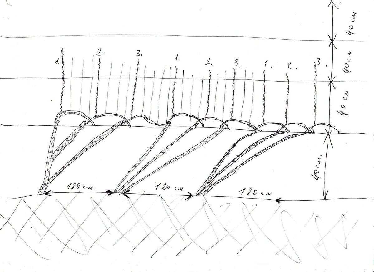 Виноград схема посадки при однополосной шпалере