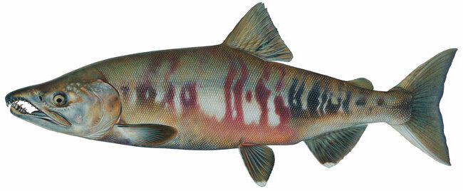 Oncorhynchus keta ~ речная форма