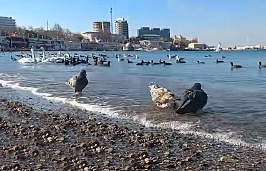 Голуби купаются в море.