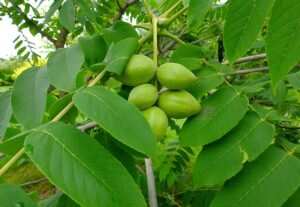 Это растение может достигать около 30 м высоты. Данное дерево имеет большую крону и хорошо смотрится на участке. Оно с легкостью впишется в любой дизайн. Кстати, в дереве есть специальные фитонциды, которые отпугивают комаров. Поэтому вы можете организовать целый укромный уголок для отдыха. Это дерево хорошо садить с хвойными растениями.