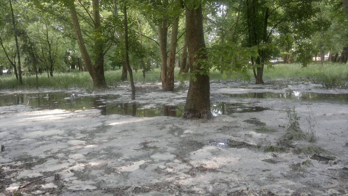 Болото в лесочке после дождя . Фото: Просто-Туризм (Крым)