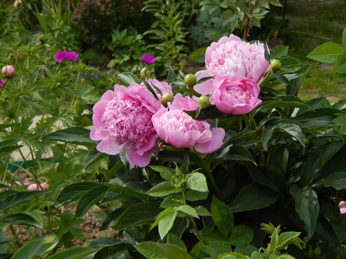 Index of /collect/pion/pink/img