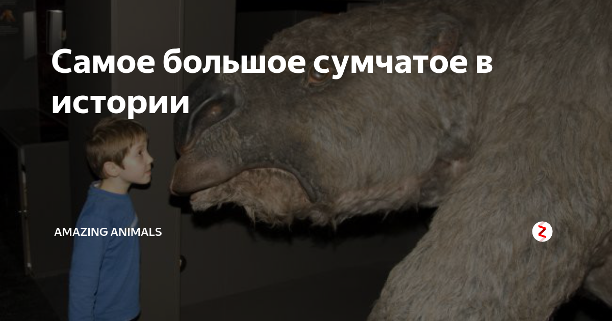 Самое большое сумчатое в истории | Amazing Animals | Дзен