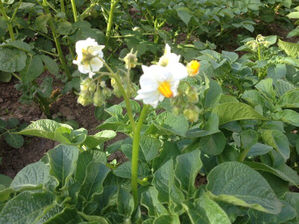 цветы у картошки