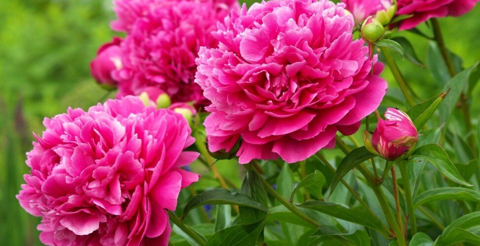 Украшение вашего сада