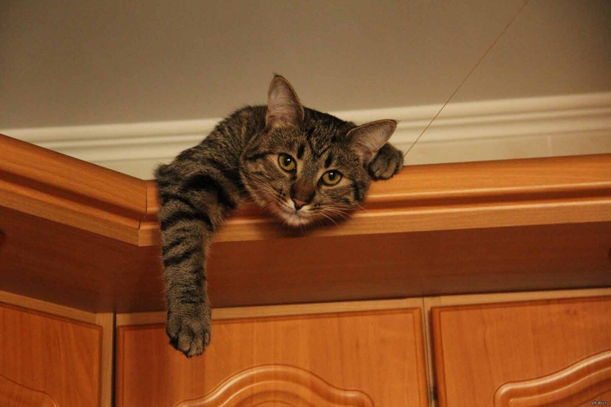 кошка спит на шкафу