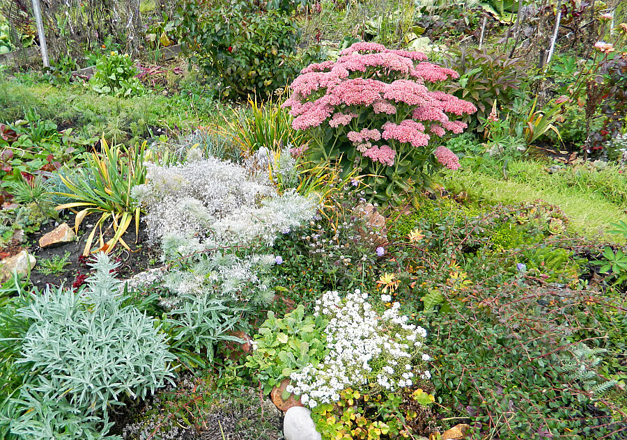 Очиток цветок садовый многолетний фото в ландшафтном дизайне