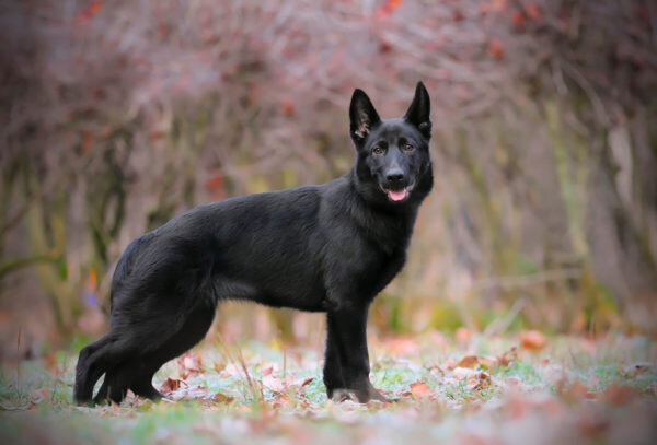 На сегодняшний день черная немецкая овчарка – самый красивый представитель своего вида. Этих благородных собак отличает верность и преданность своим хозяевам.-2