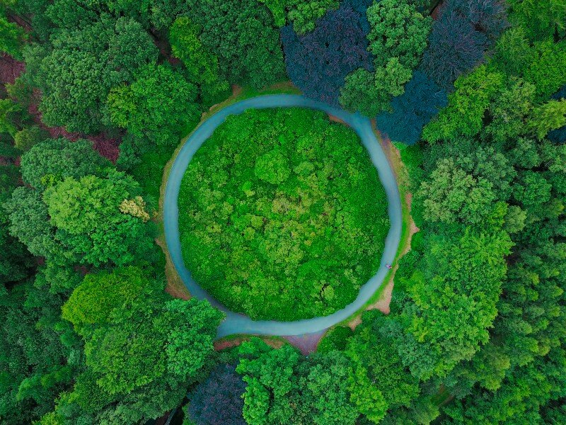 “aerial photography of tall green trees at daytime” by Thomas Lambert on Unsplash