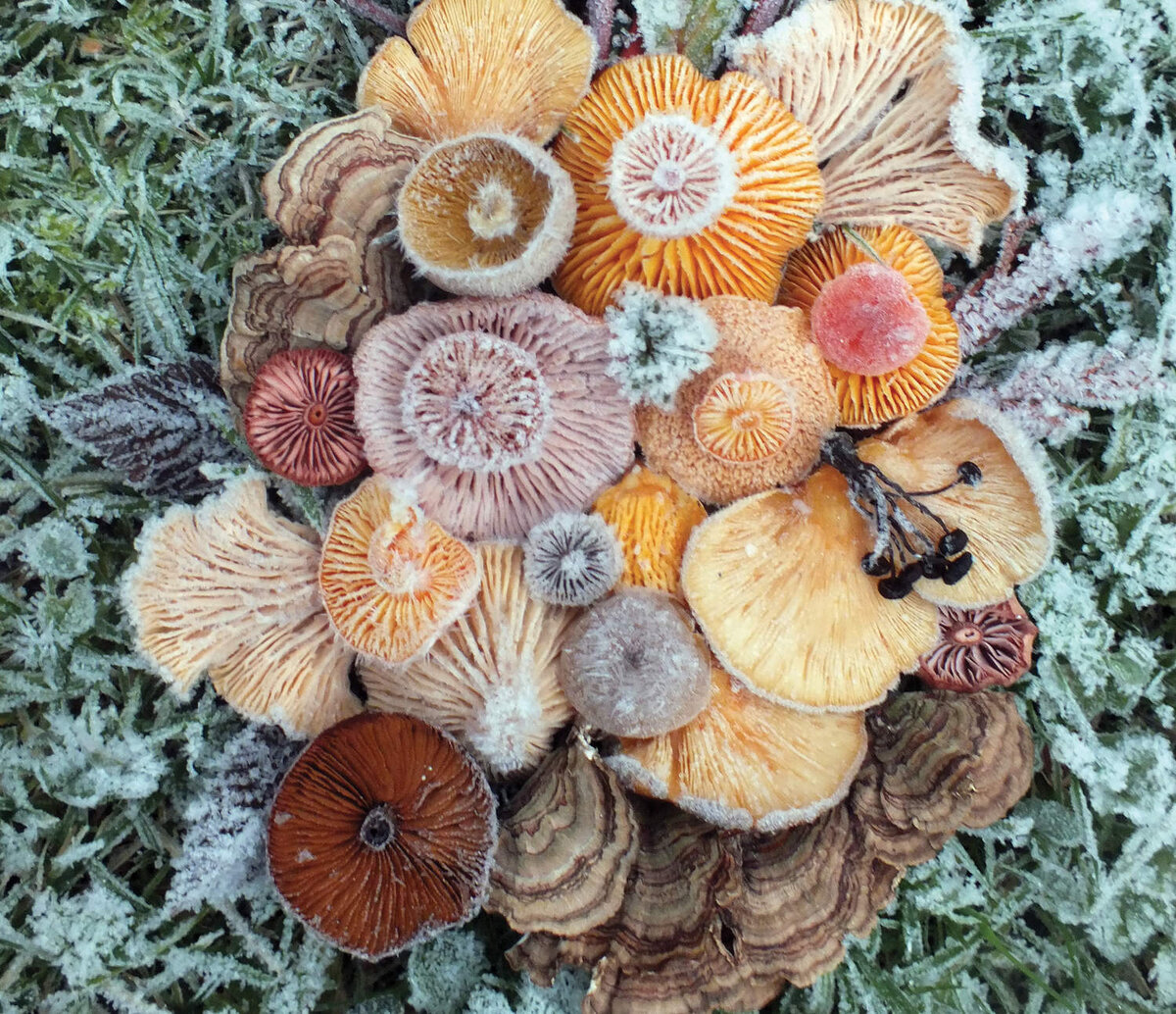 © Джилл Блисс (Jill Bliss)