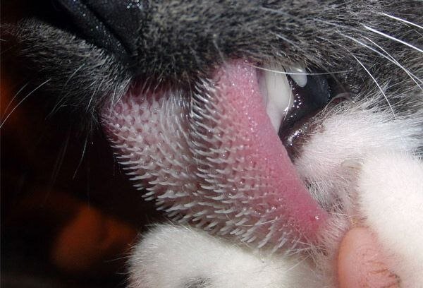 Почему у кошки шершавый язык и как это связано с их поведением?