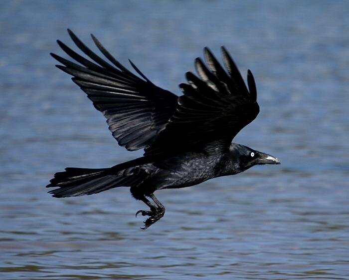  Многие считают, что ворон и ворона - это один вид птиц. Они уверены, что это просто самец и самочка, точно так же, как называют кота и кошку. Но в действительности это представление является ошибочным. Конечно, эти две птицы относятся к отряду воронов, но они являются представителями двух различных видов. Например, у воронов имеются свои самки. Интересно, что на английском языке этой путаницы с названиями нет. Так, у них ворона называется – «crow», а ворон – «raven». Но прежде, чем подвести итог и определить, чем отличается ворон от вороны, стоит узнать особенности этих двух видов. 